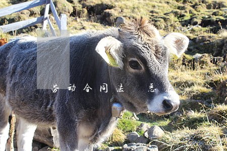劳动合同法 恶法 劳动合同法 恶法